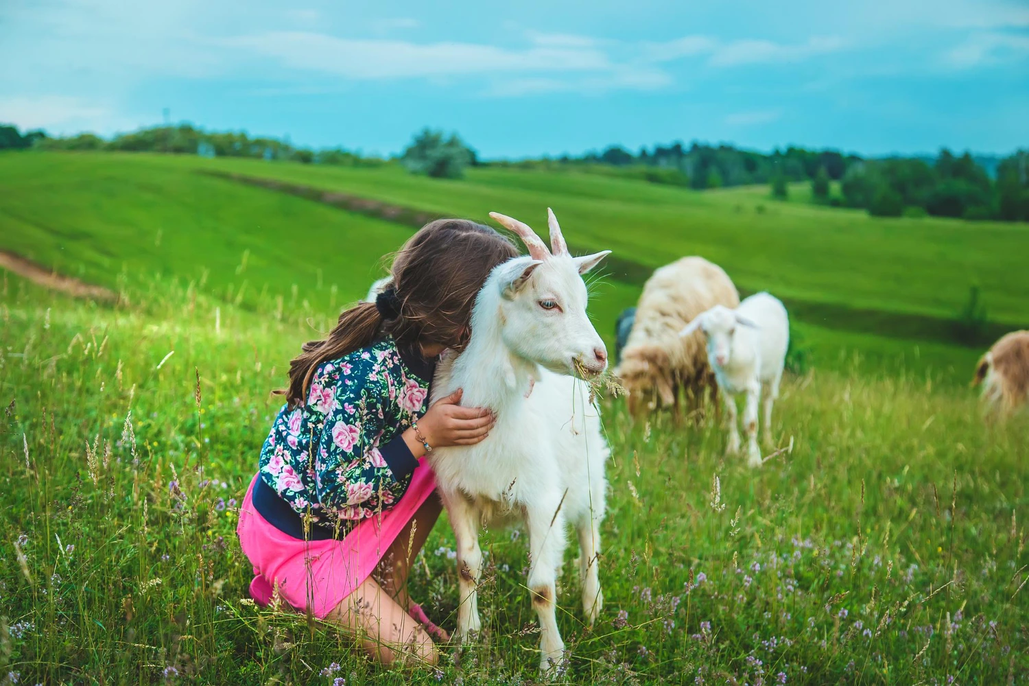 ekologiczne gospodarstwo - eko koza na pastwisku